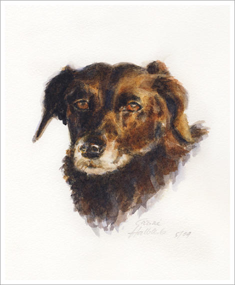 Bella, Dackel, Hundeportrait in Aquarell